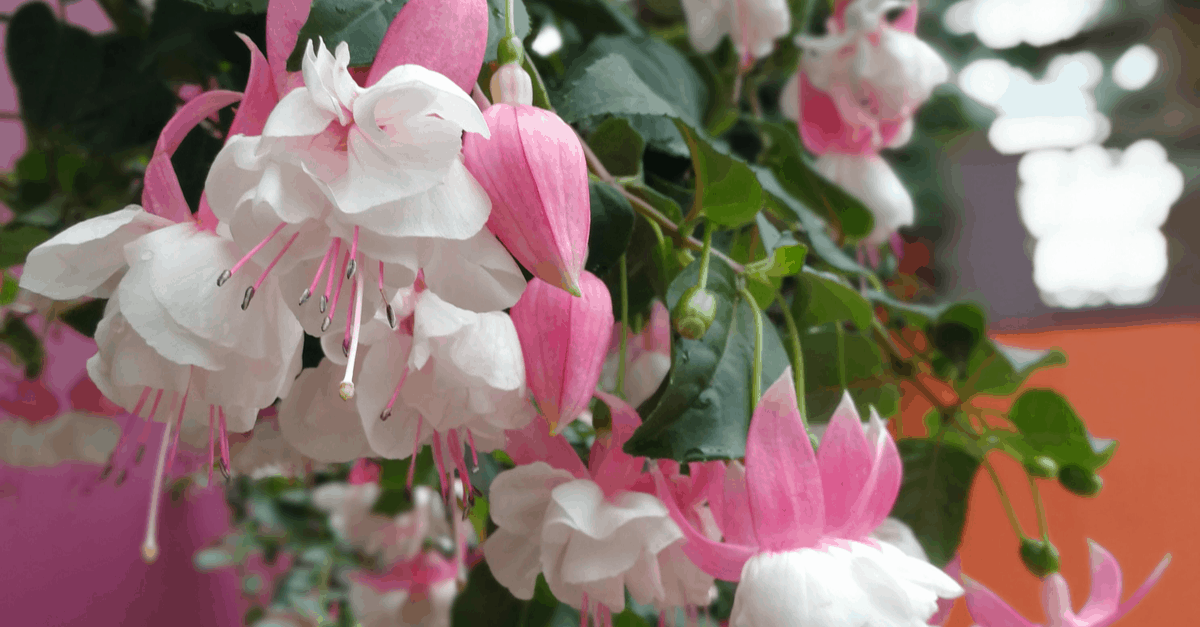 F_11 Fuschia
