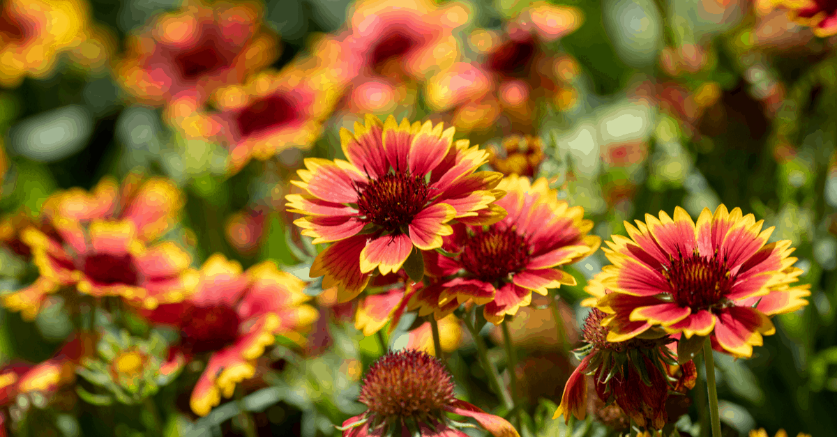 G_02 Gaillardia