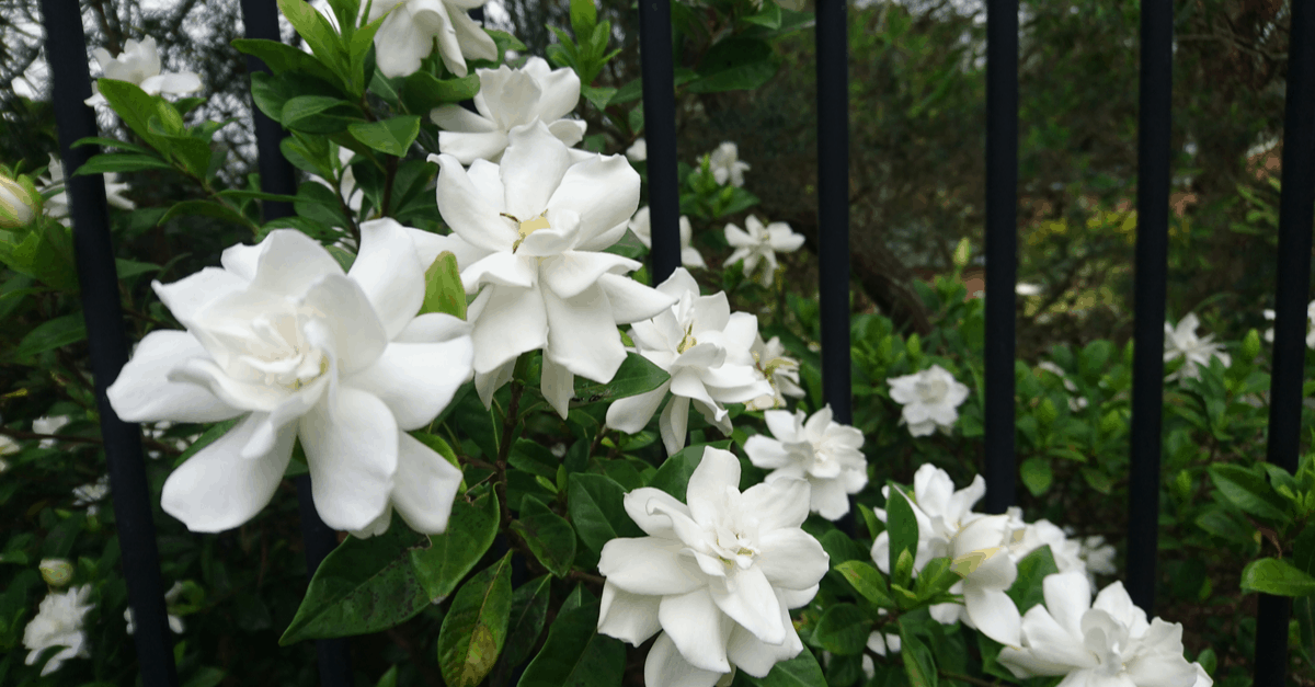 G_03 Gardenia