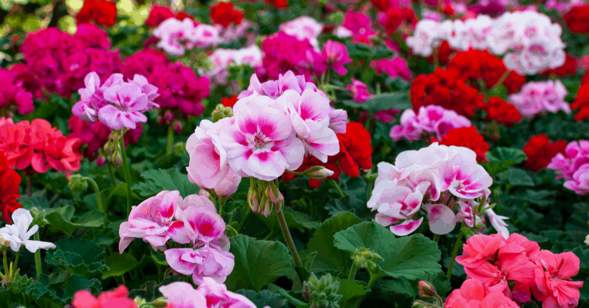 G_04 Geranium