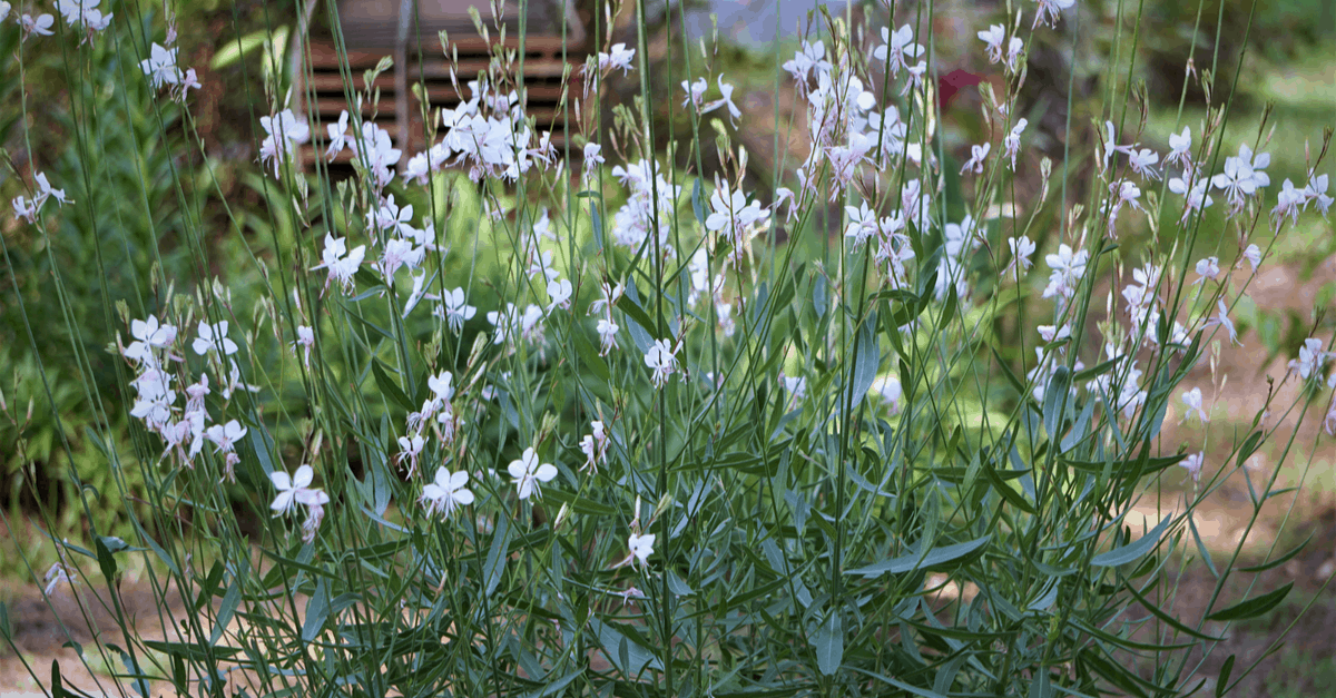 G_05 Gaura