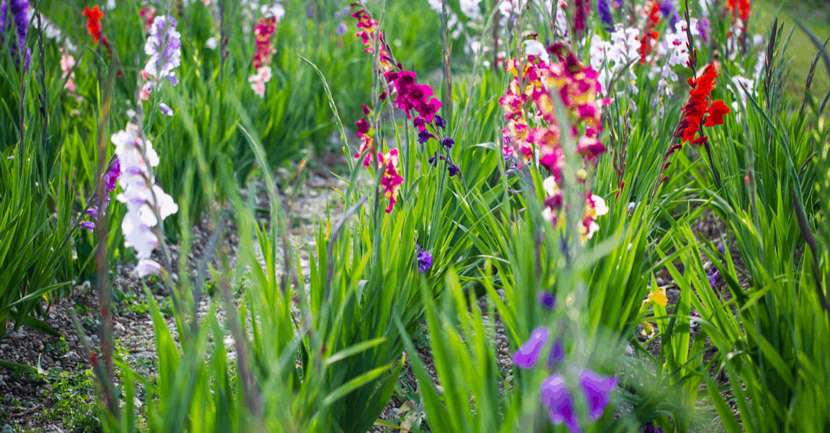G_07 Gladiolus