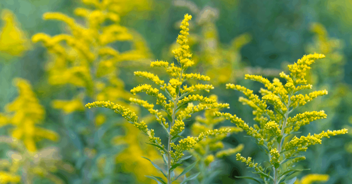 G_08 Goldenrod