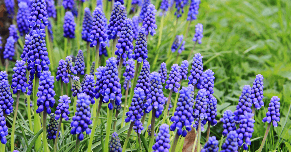 G_09 Grape Hyacinth