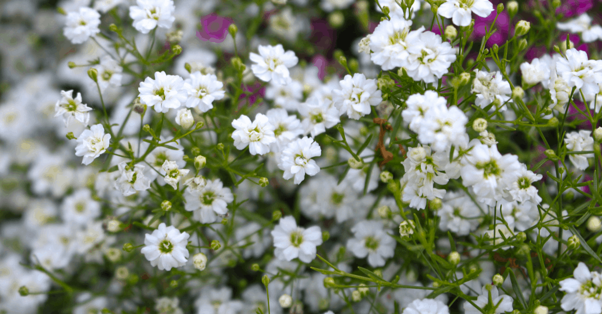 G_10 Gypsophila