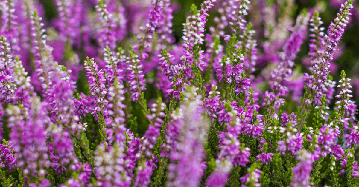 H_02 Heather Flower