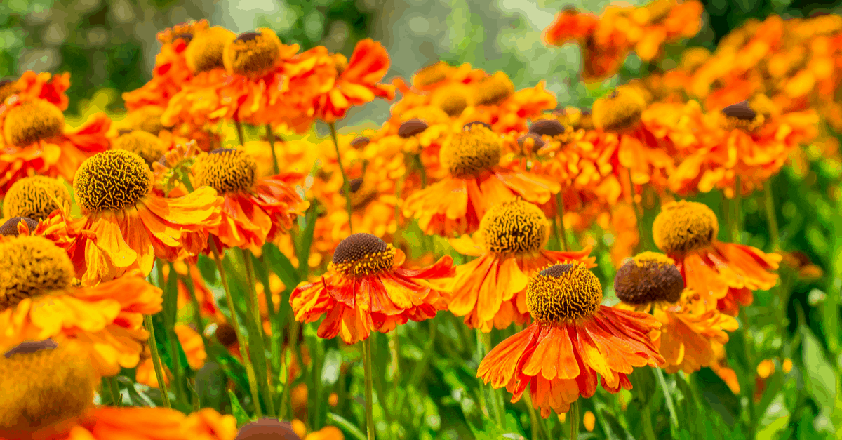 H_04 Helenium
