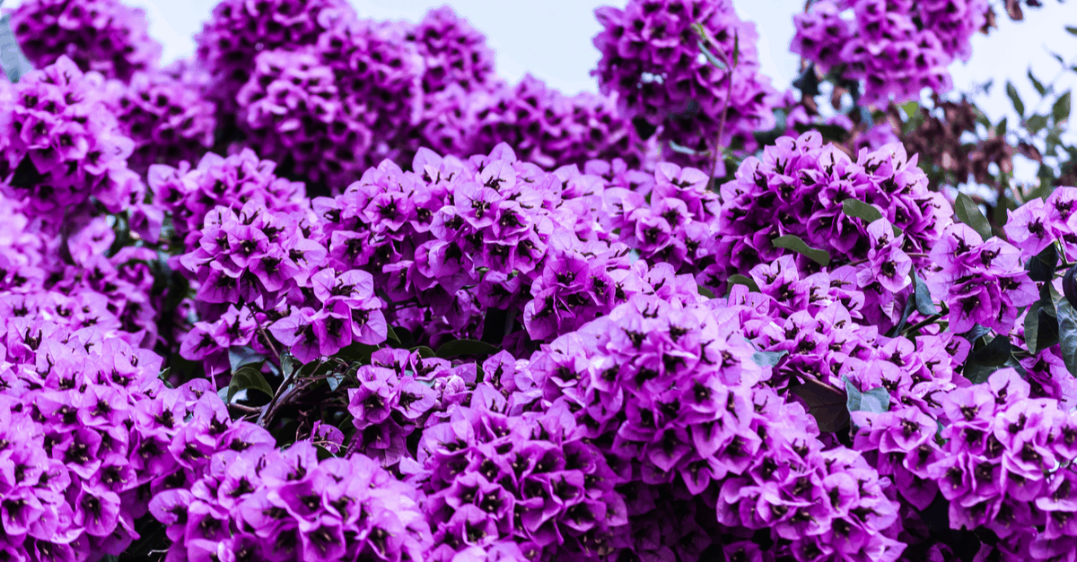 H_05 Heliotrope