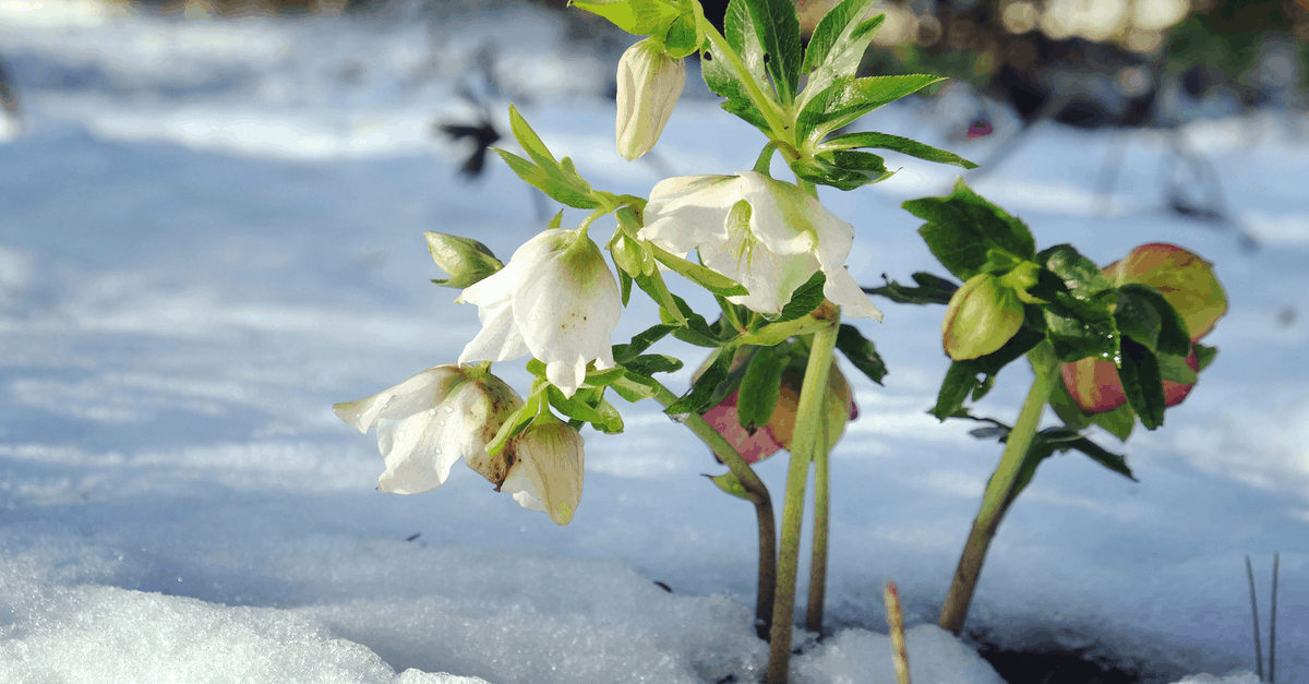 H_06 Hellebore