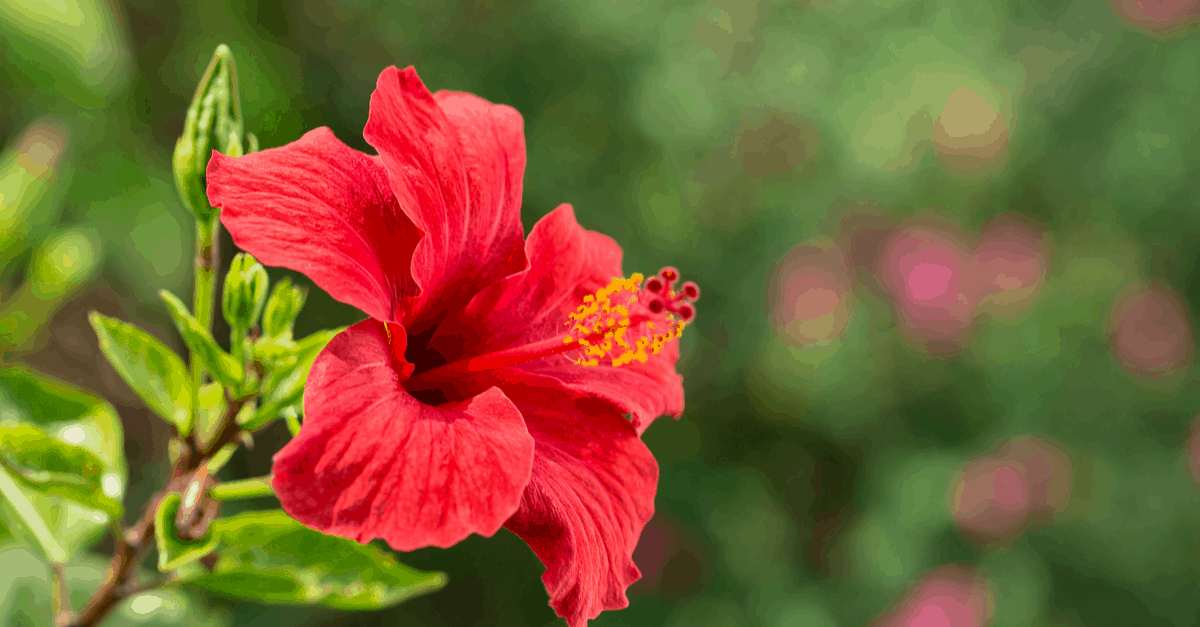 H_07 Hibiscus