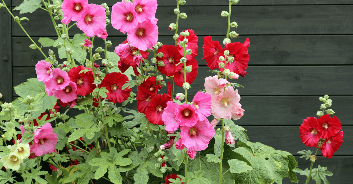 H_08 Hollyhock