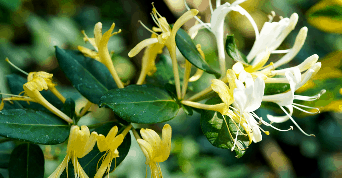 H_10 Honeysuckle