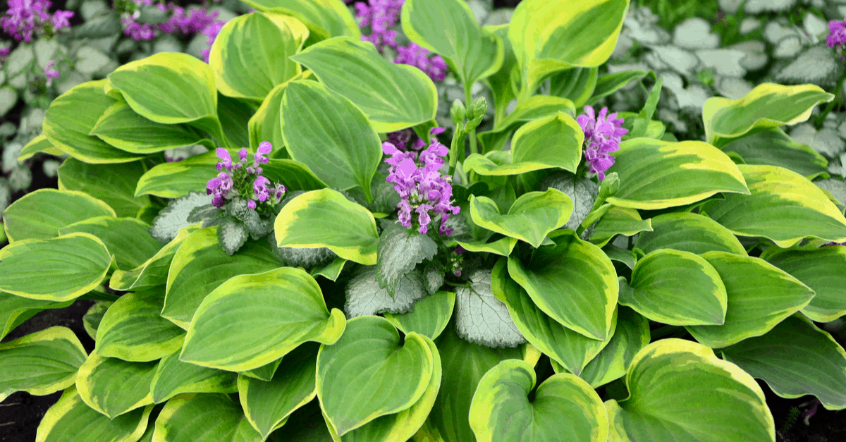 H_11 Hosta
