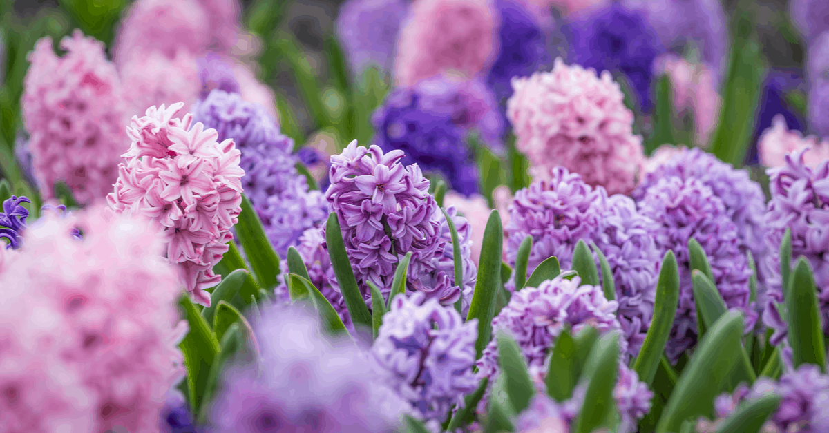 H_12 Hyacinth