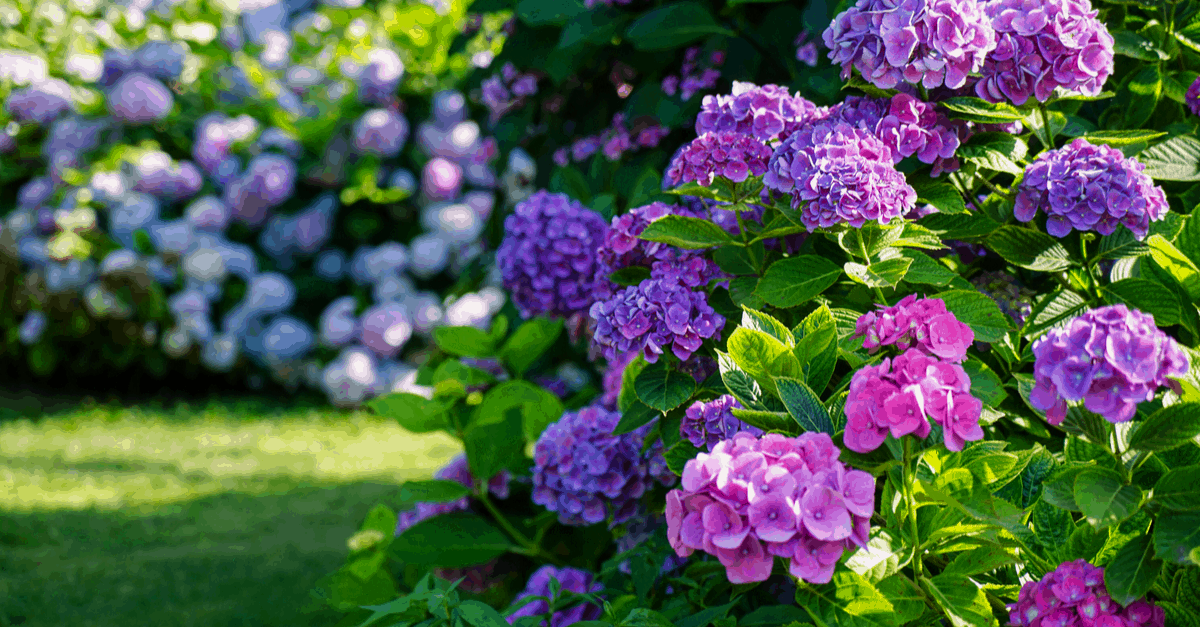 H_13 Hydrangea