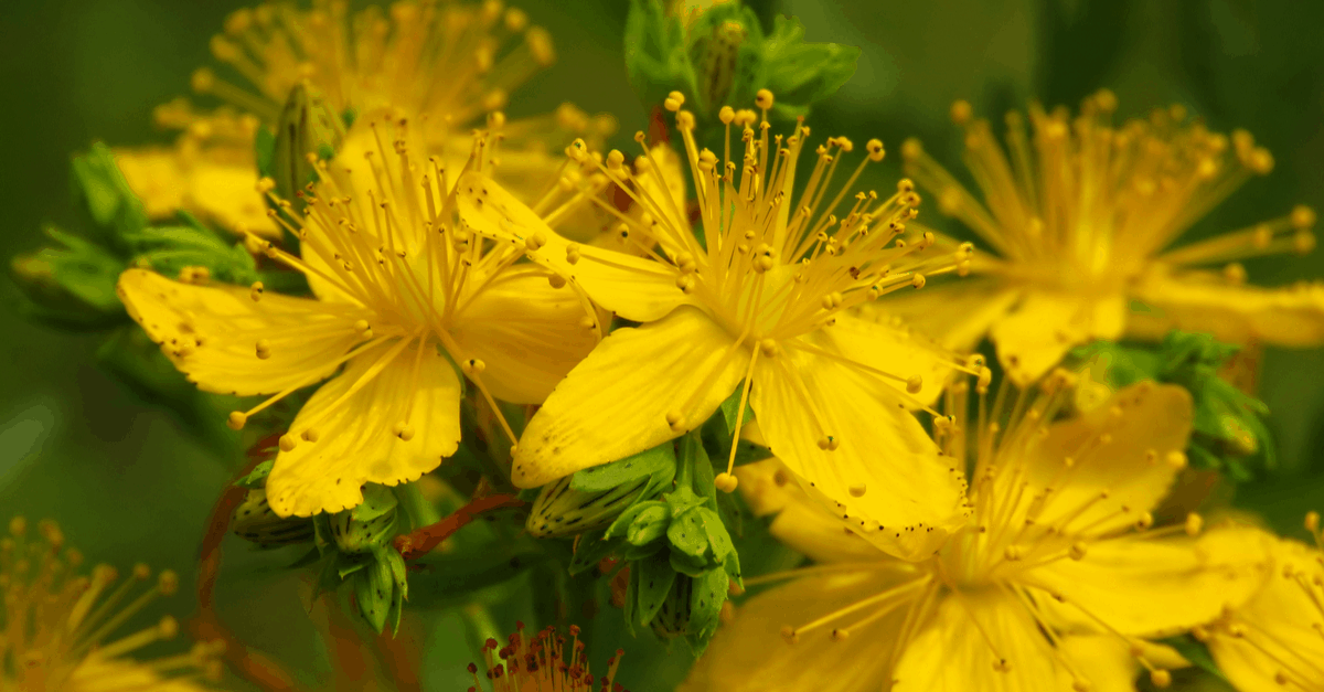 H_14 Hypericum