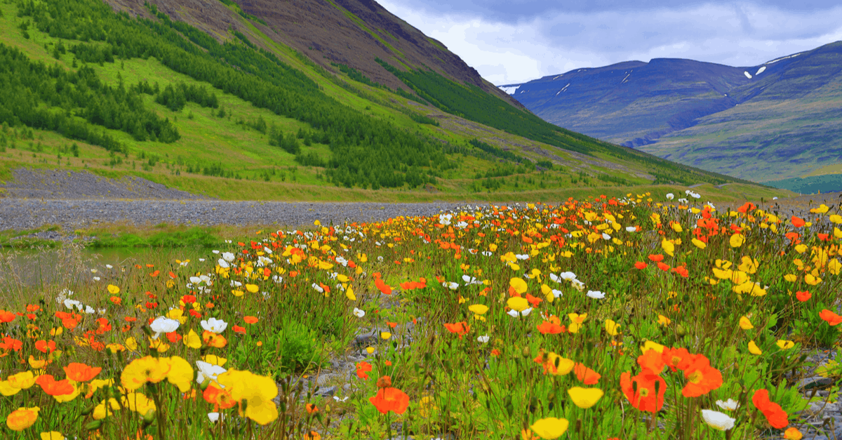 I_03 Iceland Poppy