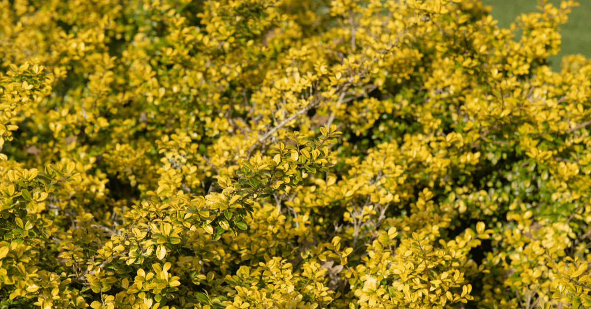 I_05 Ilex