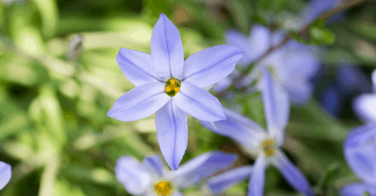 I_07 Ipheion uniflorum
