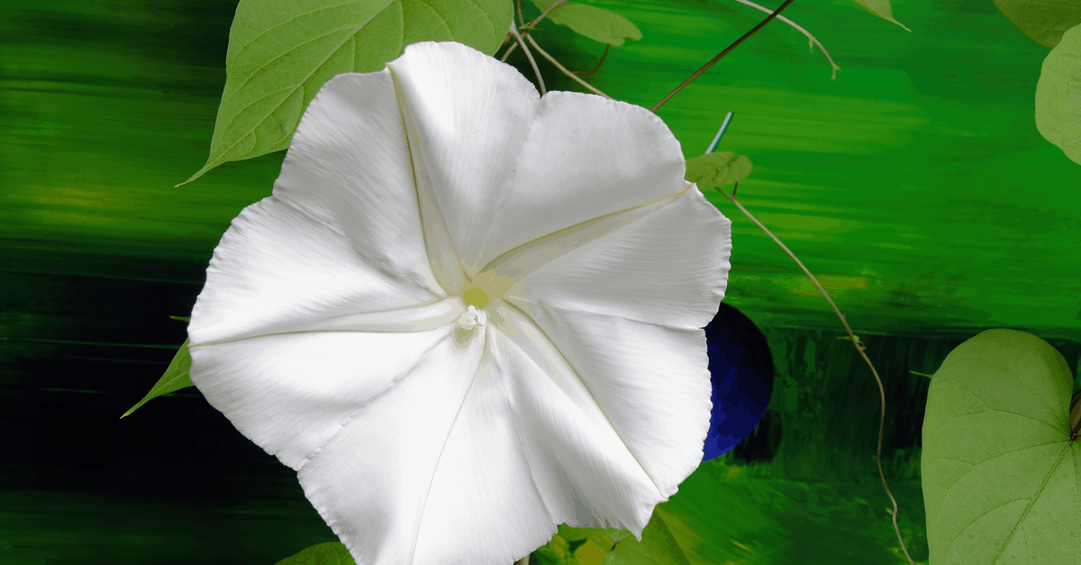 I_08 Ipomoea Alba