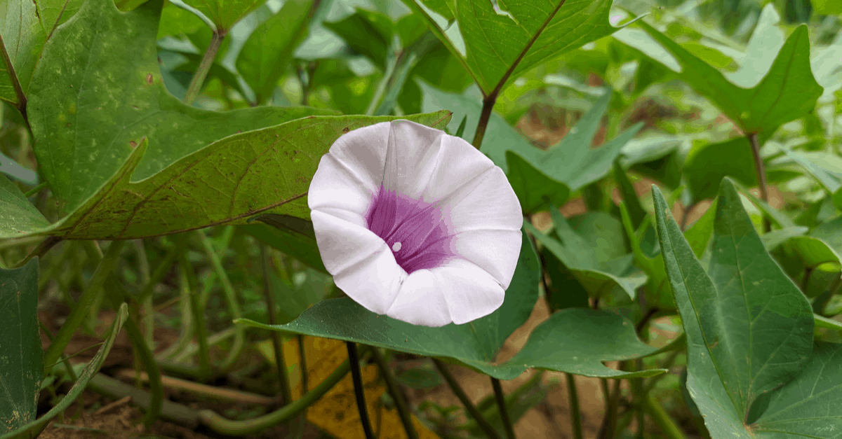 I_09 Ipomoea