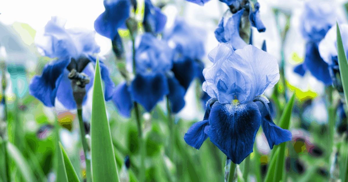 I_10 Iris