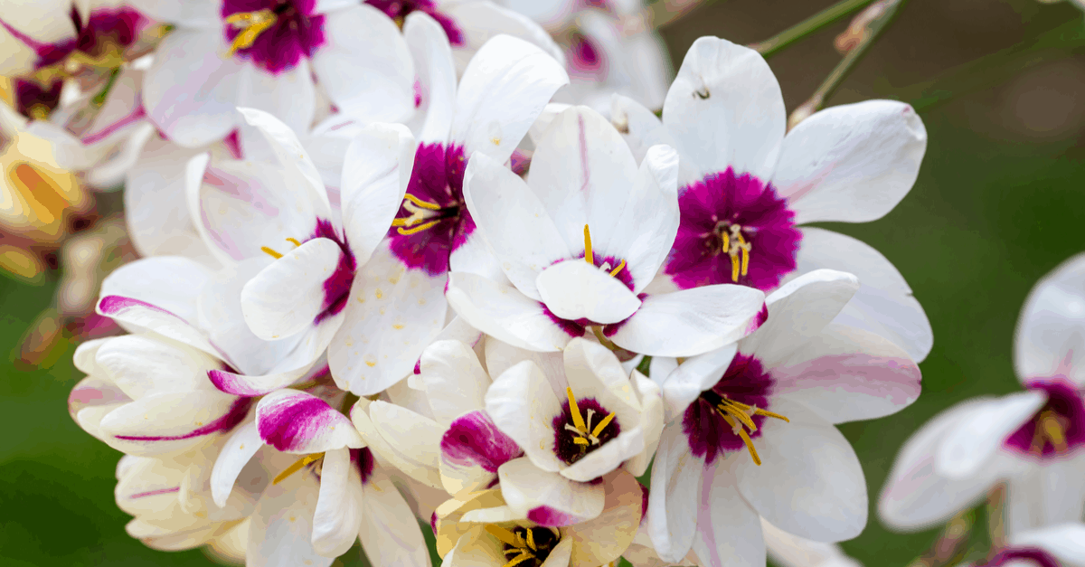 I_11 Ixia
