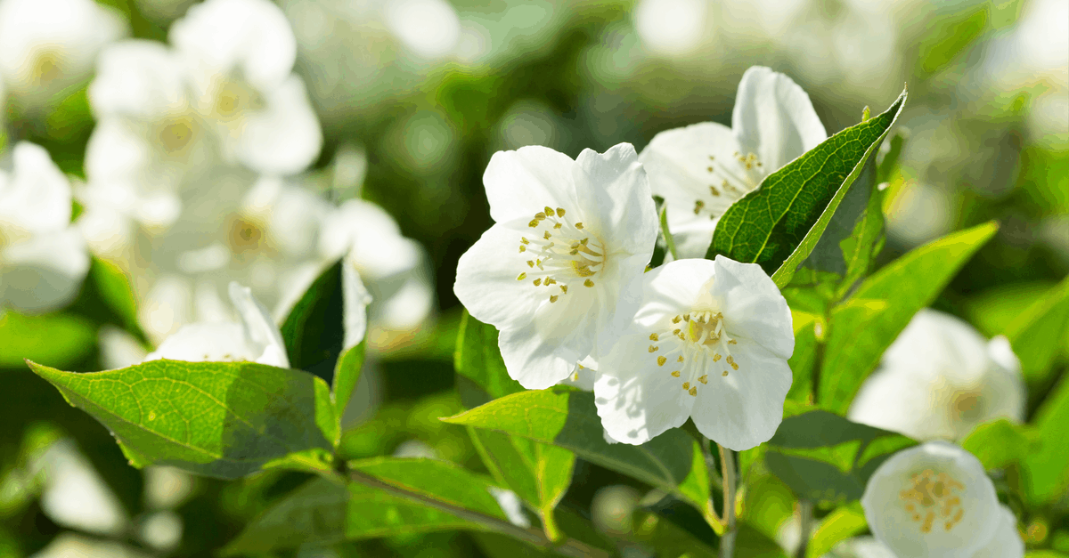 J_05 Jasmine