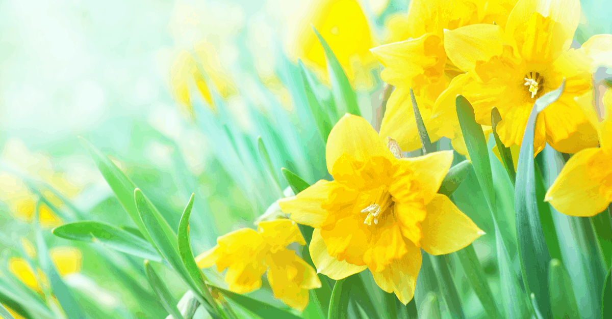 J_06 Jonquil