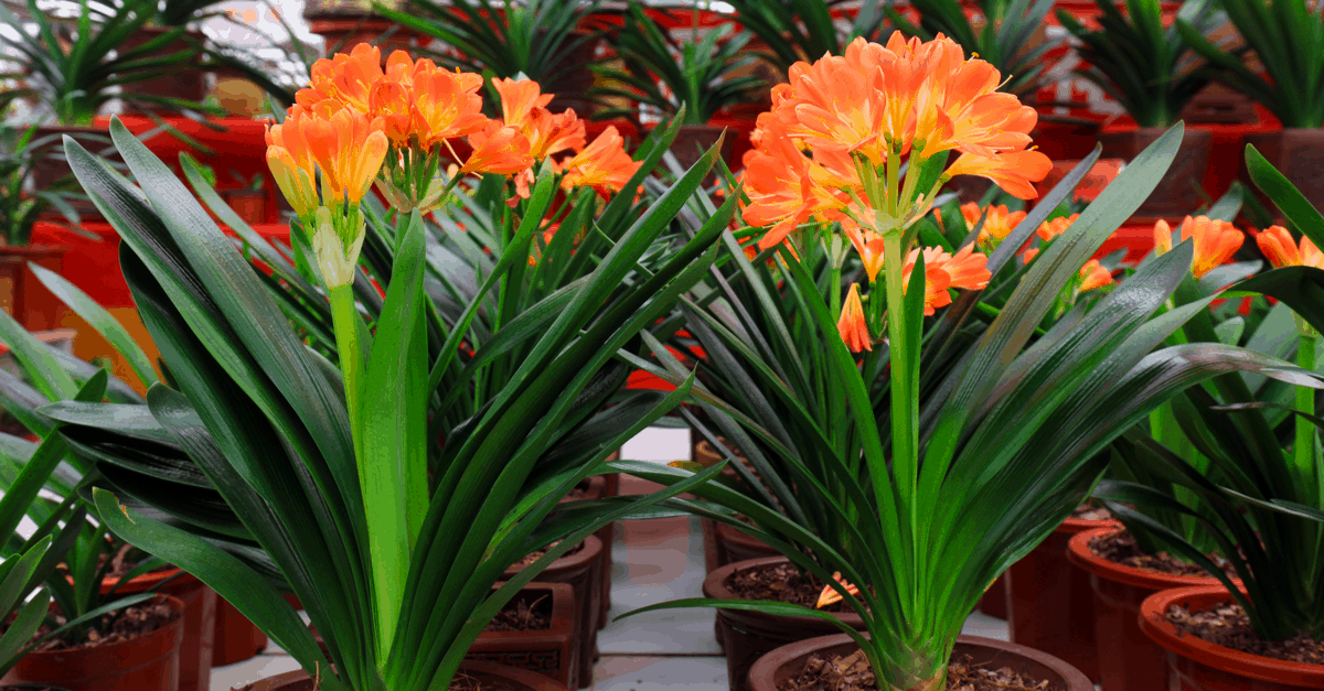 K_02 Kaffir Lily