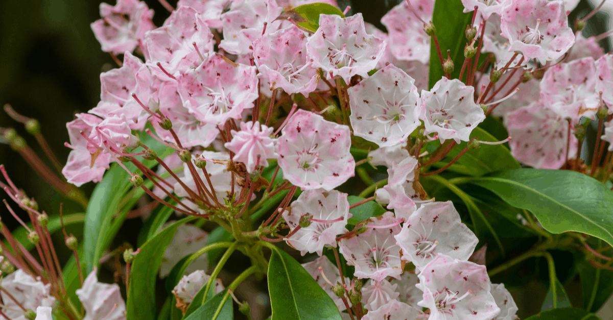 K_03 Kalmia