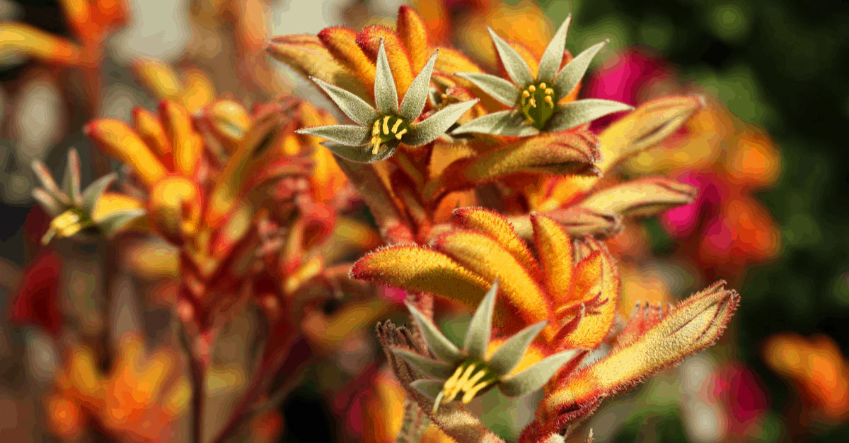 K_04 Kangaroo Paw