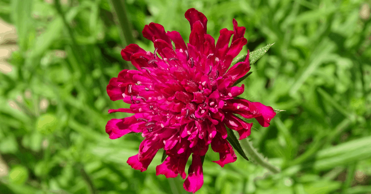 K_05 Knautia Macedonica