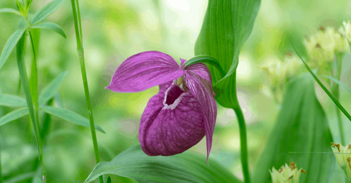 L_02 Lady's Slipper