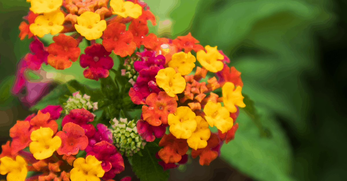 L_03 Lantana