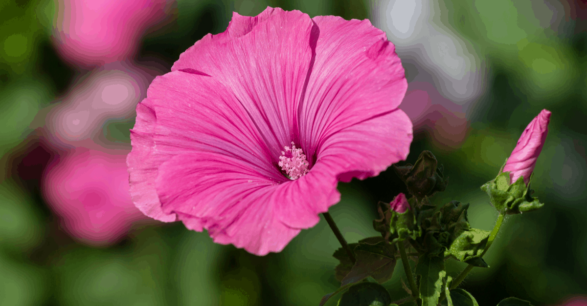 L_04 Lavatera
