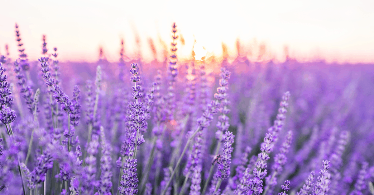 L_05 Lavender