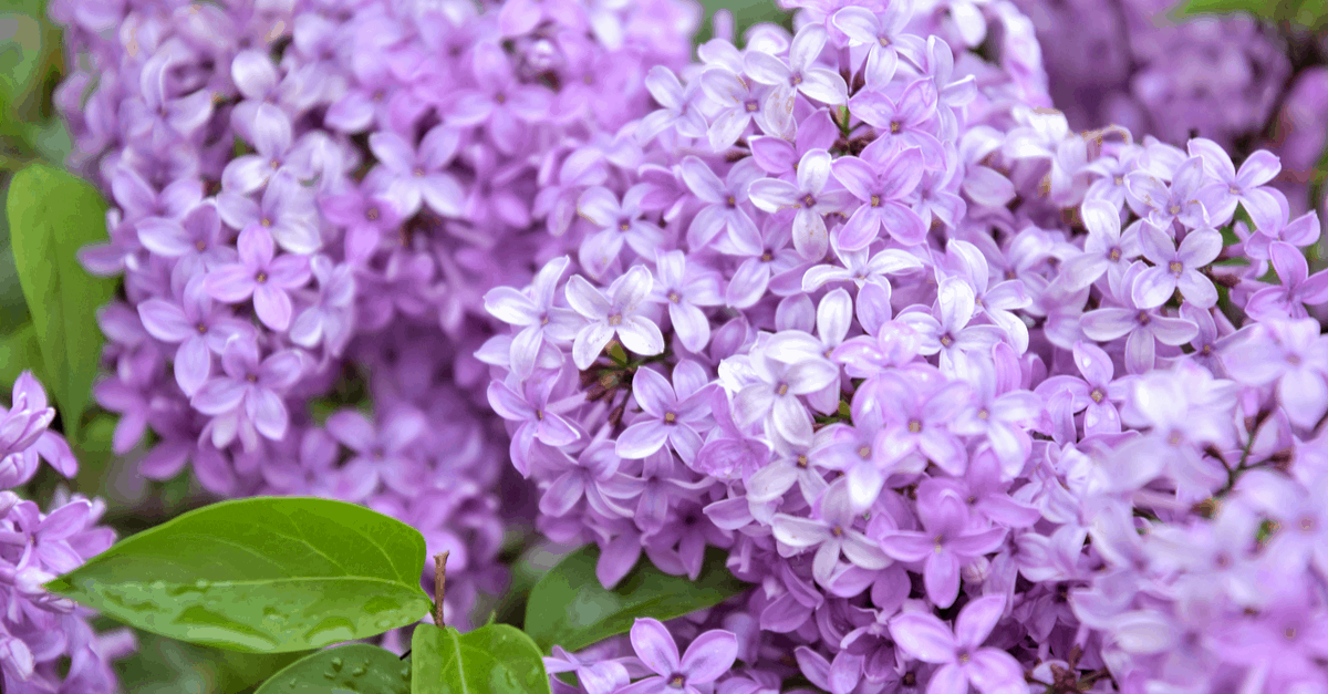L_07 Lilac