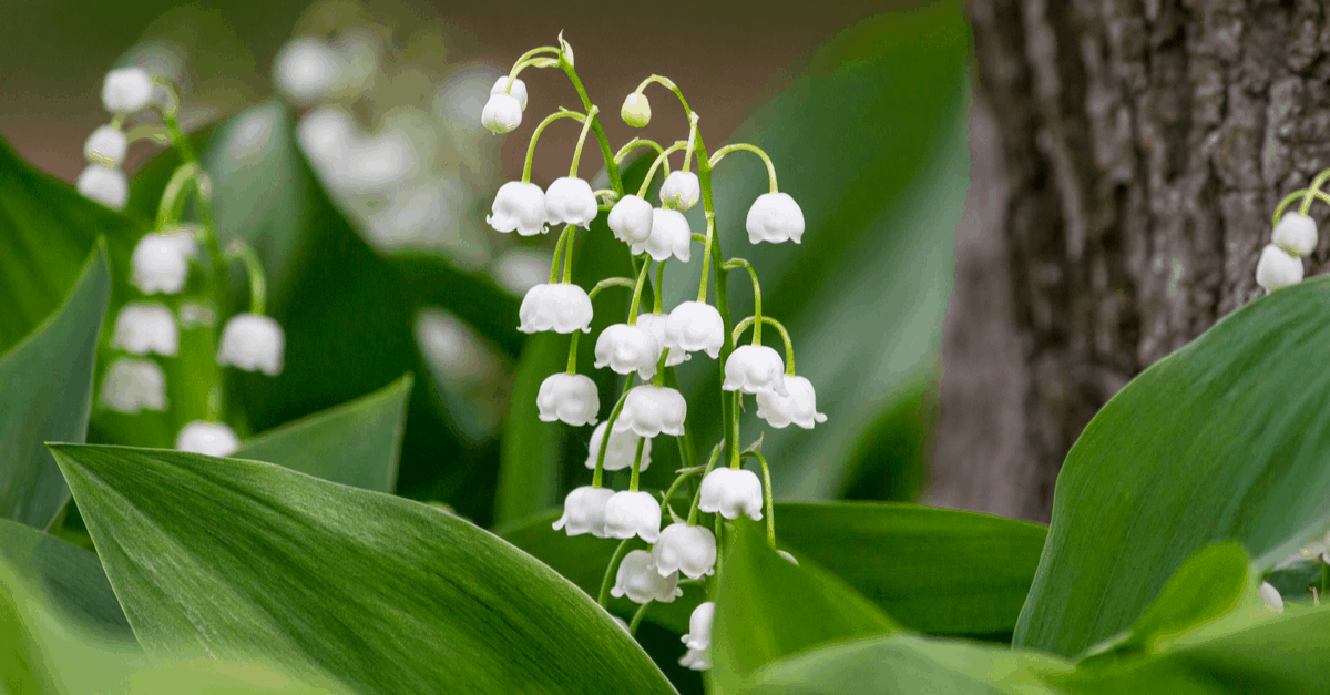 L_09 Lily of the Valley