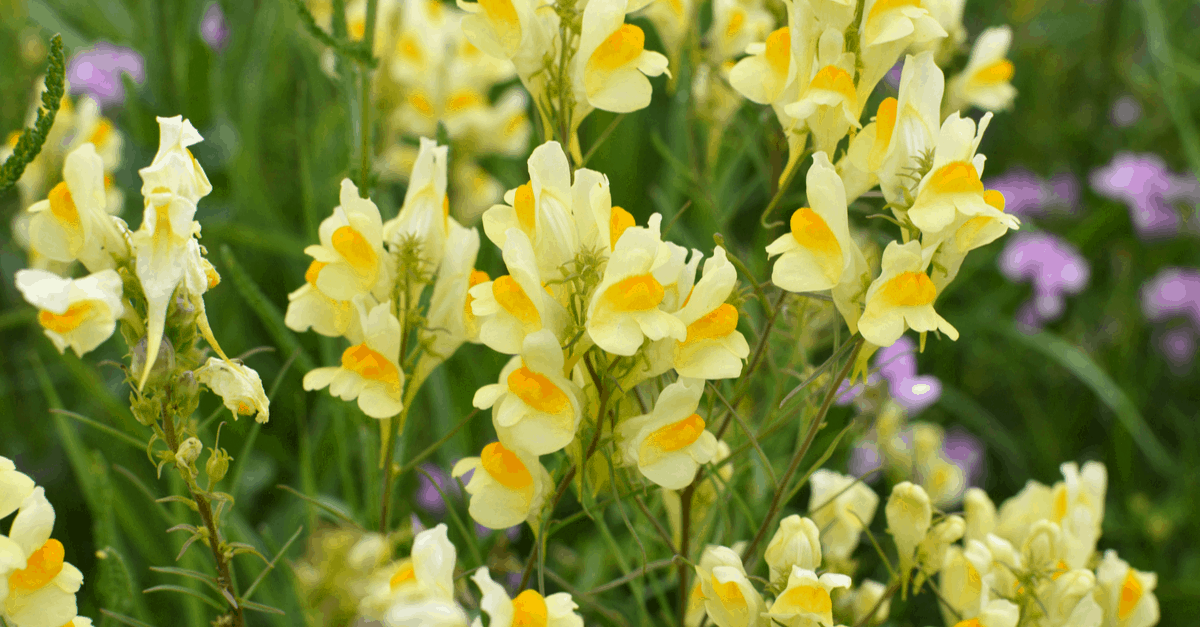L_10 Linaria
