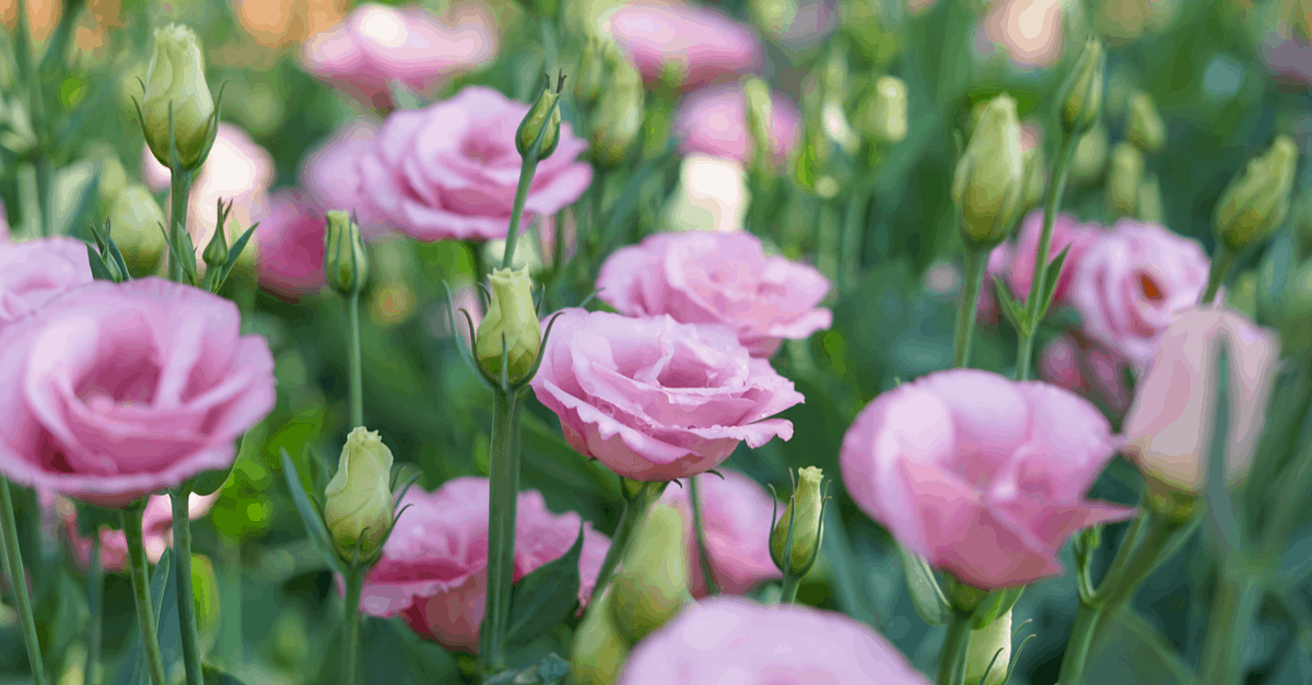 L_11 Lisianthus