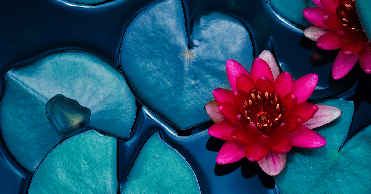 L_13 Lotus