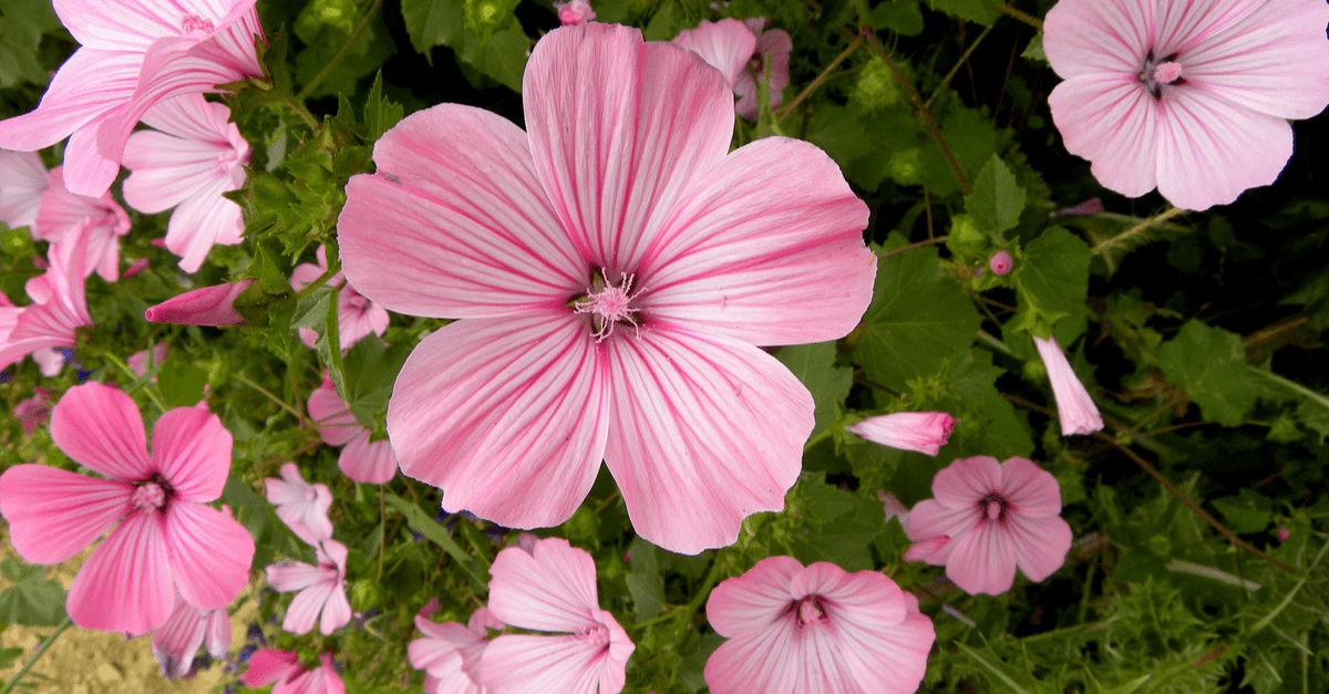 M_03 Mallow