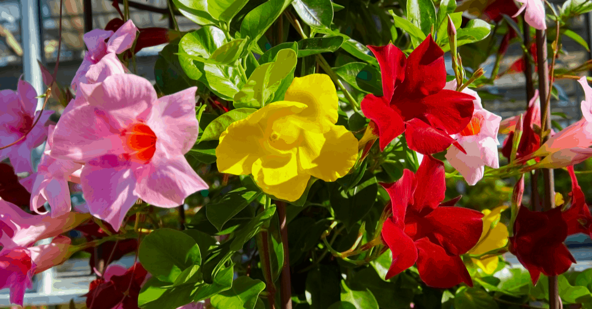 M_05 Mandevilla