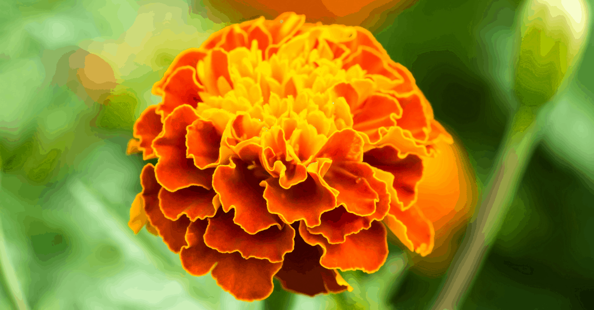 M_07 Marigold