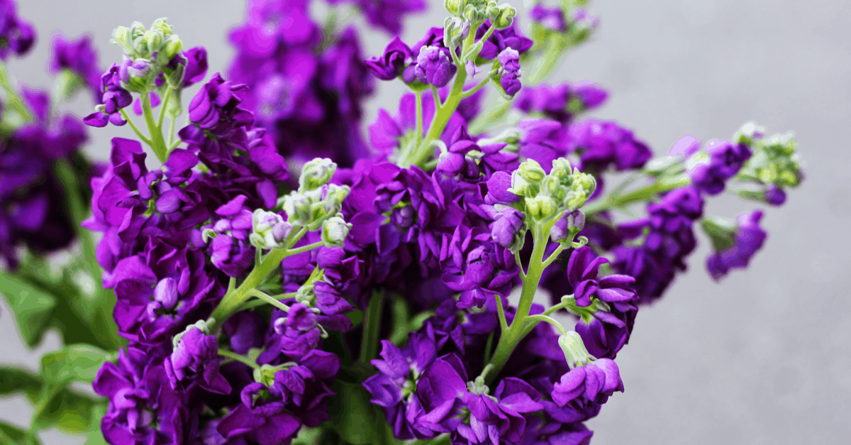 M_08 Matthiola