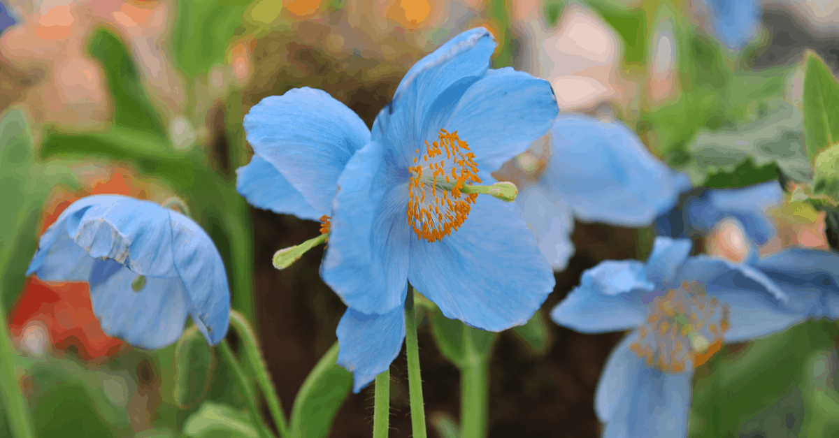 M_10 Meconopsis