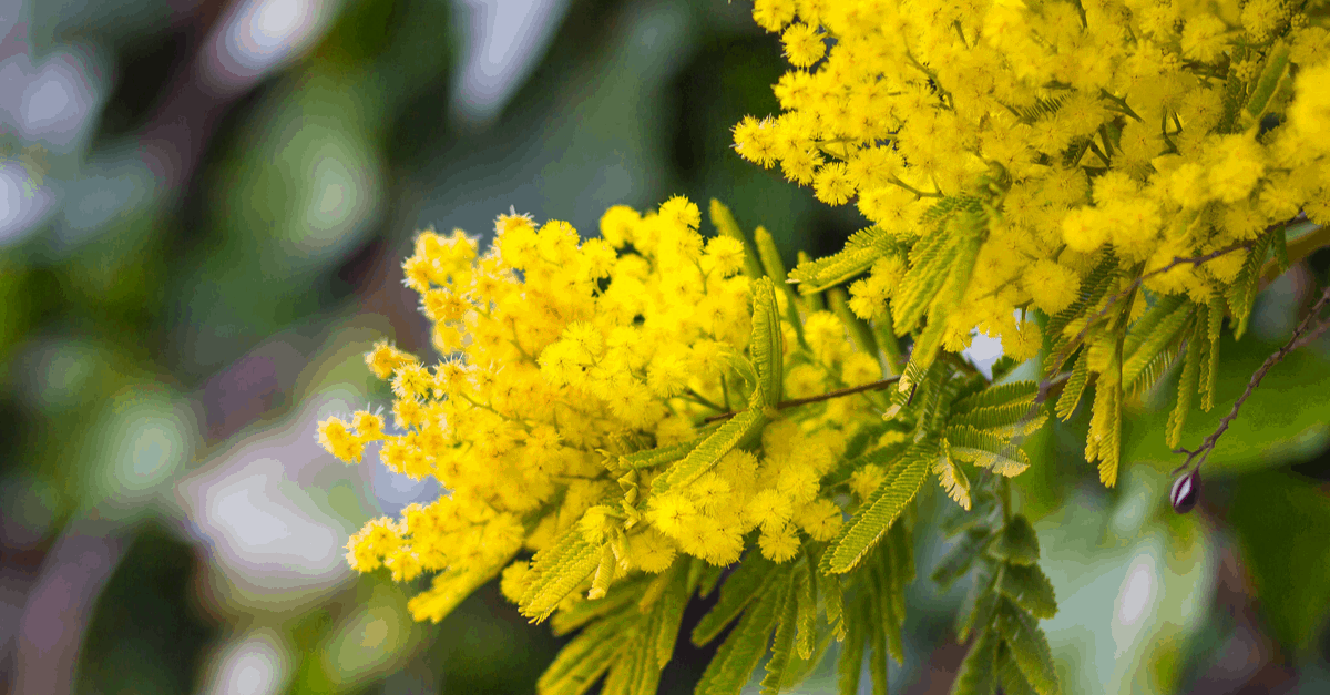 M_11 Mimosa