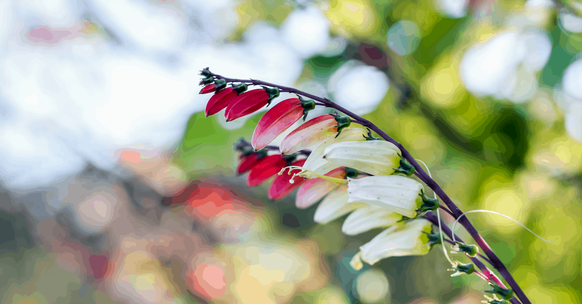 M_12 Mina Lobata