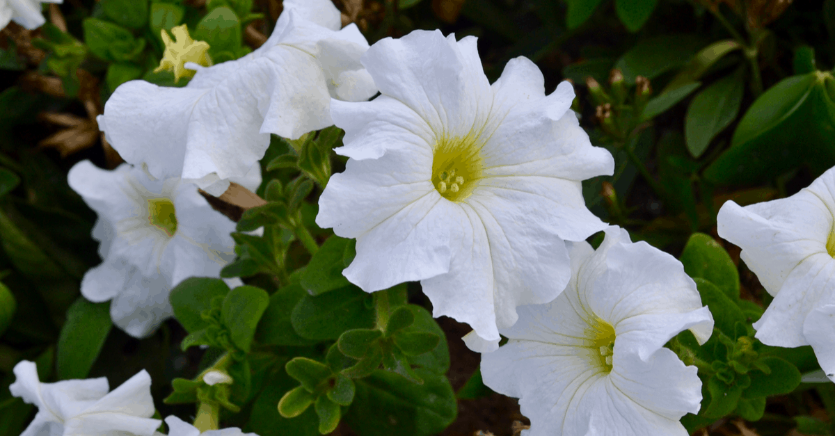 M_14 Moonflower